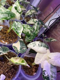 Alocasia Anthurium Monstera Philodendron