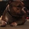 Rocco