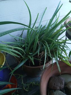 Aloe