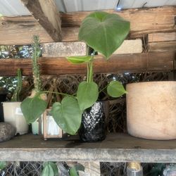 Monstera Plant In Black 6’ Ceramic Pot 