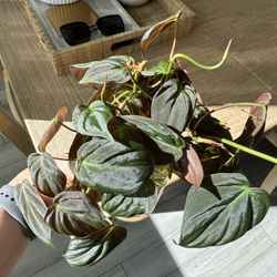 Rooted Philodendron Micans Cuttings