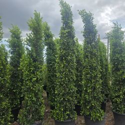 24 Gallons Ficus Trees
