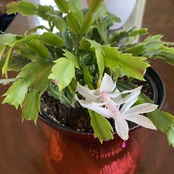 Beautiful Christmas Cactus Plant