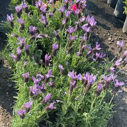 Lavender Plants $10 each