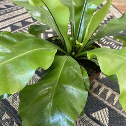 Birds Nest Fern