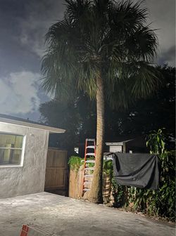 Chinese Fan Palm Tree 14 feet FREE