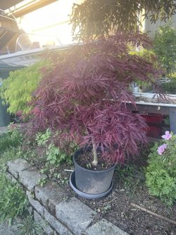 Japanese Maple