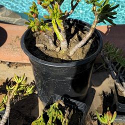 Jade Gollum Tree Plants
