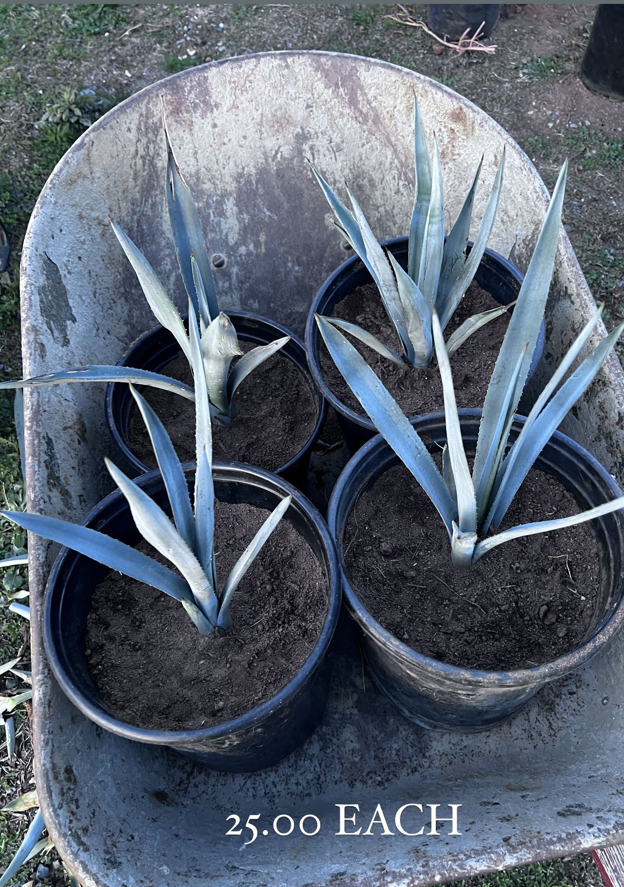 agave azul weber variety de Mexico o agave de tequila de Jalisco Mexico