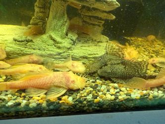 Fish tank decor