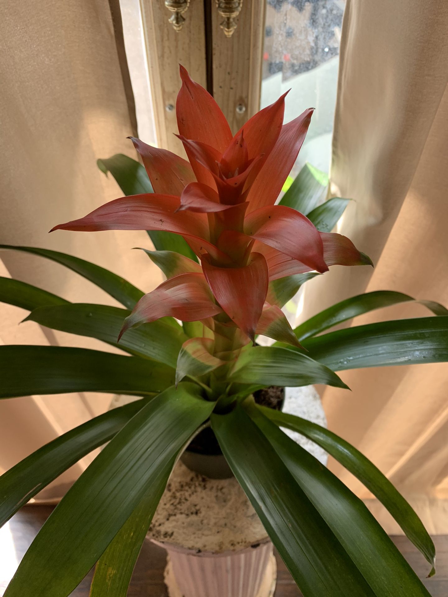 Live interior plant- Bromeliad