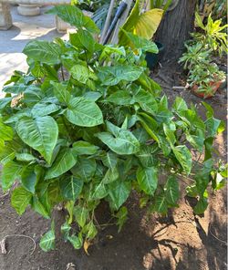 Syngonium Plant