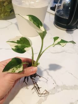 N Joy Pothos Cutting, Well-Rooted