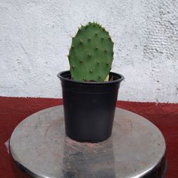 Small Cactus Plants 🌵 