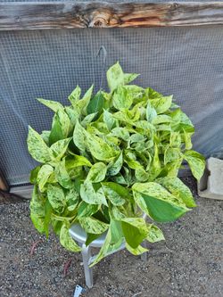Snow  queen pothos Plant 8" pot