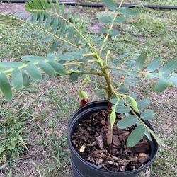 Red Hummingbird Flower Plant With Flower