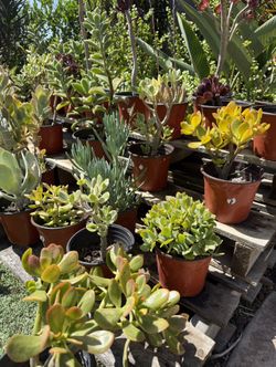 Variety Of Succulents Plants