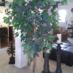 One 8 Ft Floral Ficus