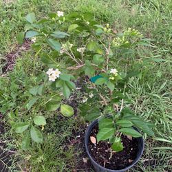 Orange Jasmine Flower Plant(2-3 Ft Tall)