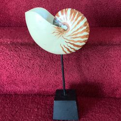 Beautiful ceramic shell with the heavy base 13 inches tall