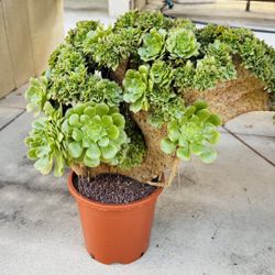 Aeonium Green Rose Imported Crest Plant