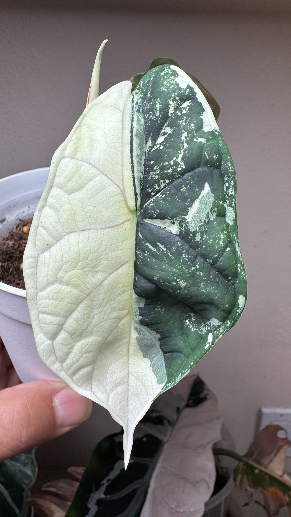 Alocasia Dragon Scales Albo