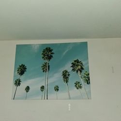 Palm Tree Picture