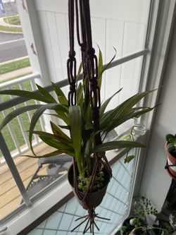 Macrame Plant Hanger 