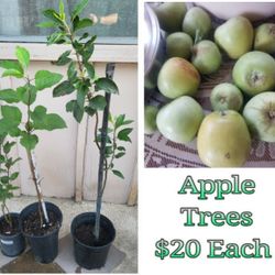 Apple Trees 