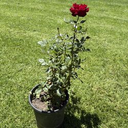 Roses 