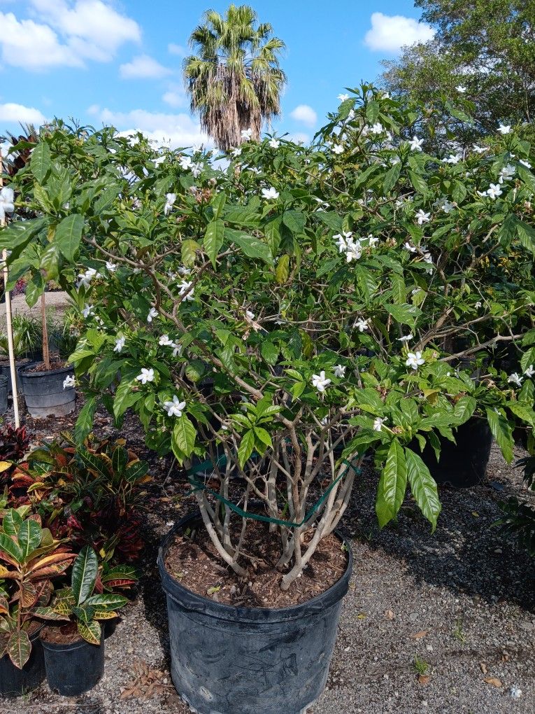 Beautiful Pinwheel Jasmine 25gl $200