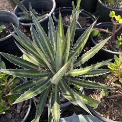 Agave