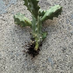 $ 8 Huernia  Zabrina