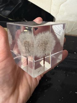 Real dandelion in cube 2.25x2.25”