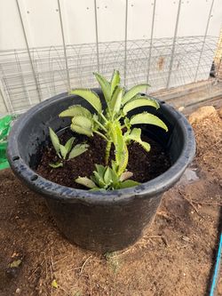 Plants