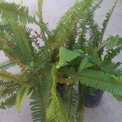 FERNS INDOOR PLANTS 10.00 DLLS Cheap 