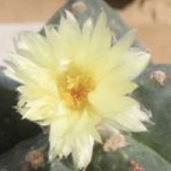 Astrophytum Myriostigma 1st Pic Sample Flower