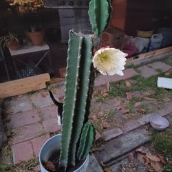 Cereus Cactus