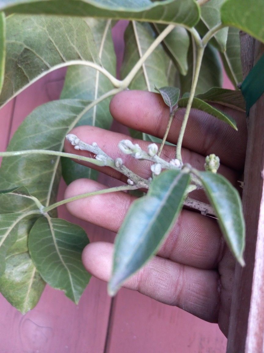 Grafted Vernon White Sapote Tree 😃😃😃😃🌿🌿🌿🌿🌿🌿
