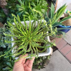 Medusa Plant Each 15.. Black Containers Have More Than 1 Plant