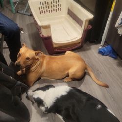 Dog Kennel Petmate Large Crate