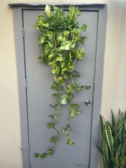 Pothos Patricio Trailing House Plant 6” Hanging Pot