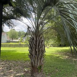 Palm Trees For Sale
