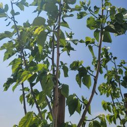 Pakistan Mulberry