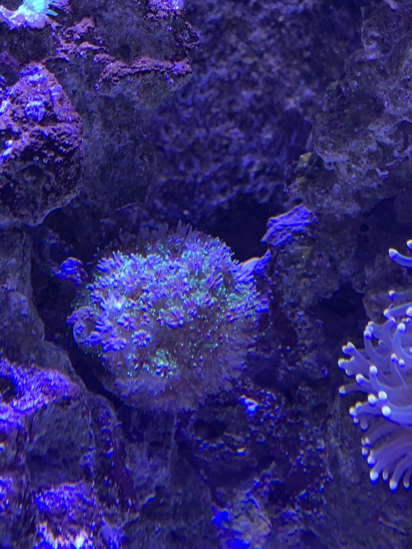 Golf Ball Sized Galaxea Coral