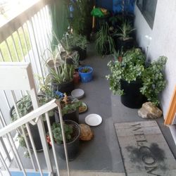 Plants For Sale