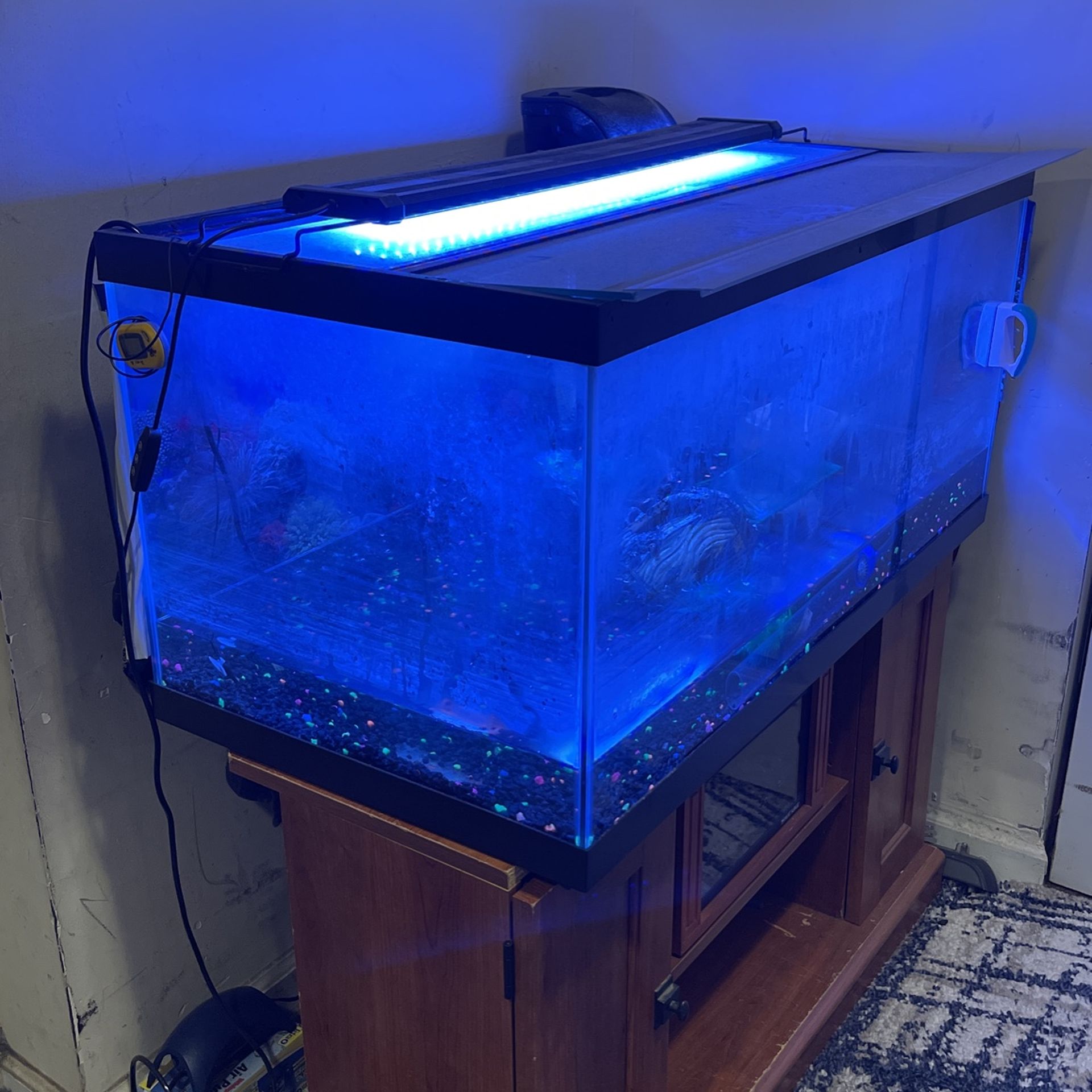 40 Gallon Breeder Tank