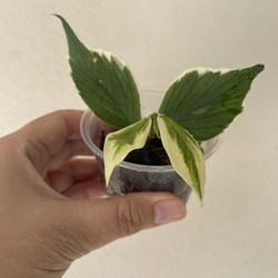 Albo Polyneura Plant 