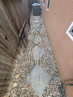 27 Dry bamboo sticks  great for straight in plants all for $35 ( palos de bamboo secos para enderezar plantas etc. $35 por todos son 27