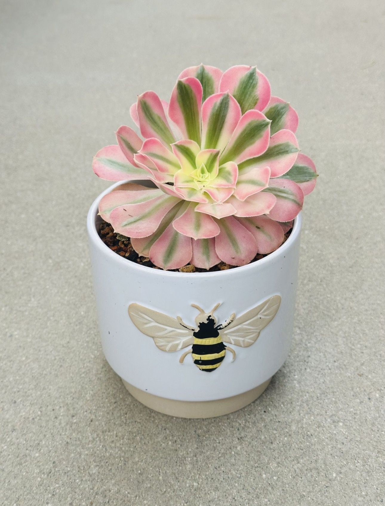 Succulents plants 